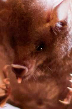 LOS MURCIÉLAGOS MIEDOS, MITOS Y REALIDADES