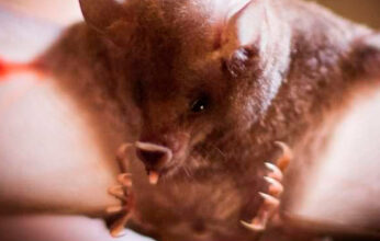 LOS MURCIÉLAGOS MIEDOS, MITOS Y REALIDADES