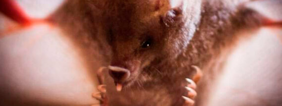 LOS MURCIÉLAGOS MIEDOS, MITOS Y REALIDADES