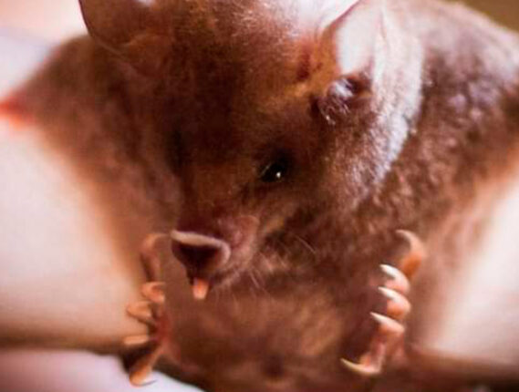 LOS MURCIÉLAGOS MIEDOS, MITOS Y REALIDADES