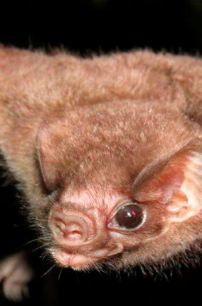 LOS MURCIÉLAGOS MIEDOS, MITOS Y REALIDADES PARTE 2