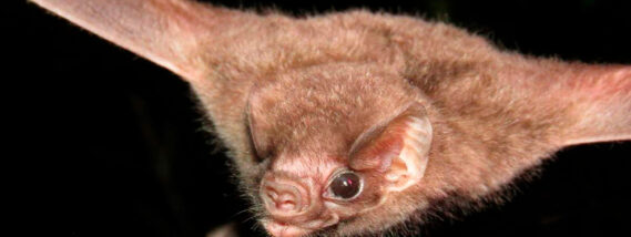 LOS MURCIÉLAGOS MIEDOS, MITOS Y REALIDADES PARTE 2