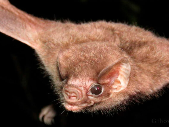 LOS MURCIÉLAGOS MIEDOS, MITOS Y REALIDADES PARTE 2