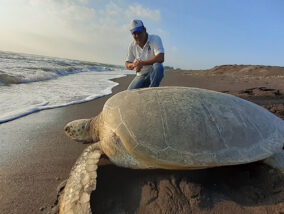 CUIDADO Y CONSERVACIÓN DE LAS TORTUGAS MARINAS DE VERACRUZ
