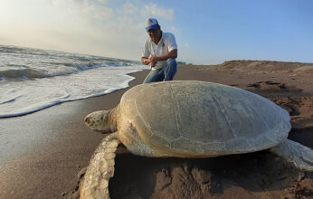 CUIDADO Y CONSERVACIÓN DE LAS TORTUGAS MARINAS DE VERACRUZ