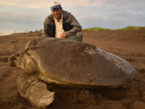 CUIDADO Y CONSERVACIÓN DE LAS TORTUGAS MARINAS DE VERACRUZ PARTE 2