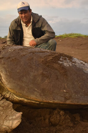 CUIDADO Y CONSERVACIÓN DE LAS TORTUGAS MARINAS DE VERACRUZ PARTE 2