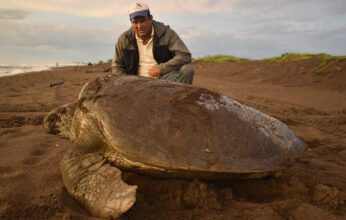 CUIDADO Y CONSERVACIÓN DE LAS TORTUGAS MARINAS DE VERACRUZ PARTE 2