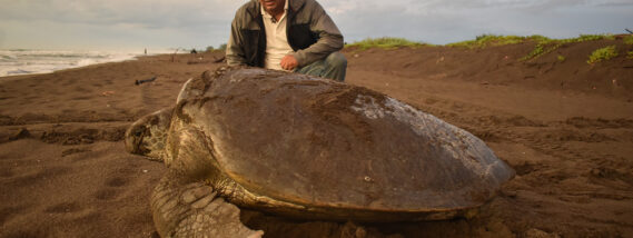 CUIDADO Y CONSERVACIÓN DE LAS TORTUGAS MARINAS DE VERACRUZ PARTE 2