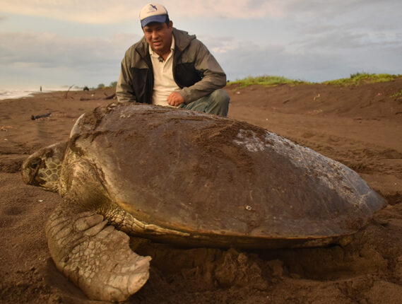 CUIDADO Y CONSERVACIÓN DE LAS TORTUGAS MARINAS DE VERACRUZ PARTE 2