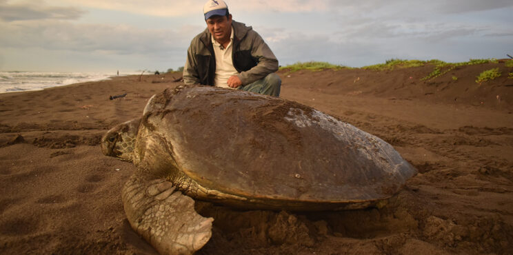 CUIDADO Y CONSERVACIÓN DE LAS TORTUGAS MARINAS DE VERACRUZ PARTE 2 CUIDADO Y CONSERVACIÓN DE LAS TORTUGAS MARINAS DE VERACRUZ PARTE 2