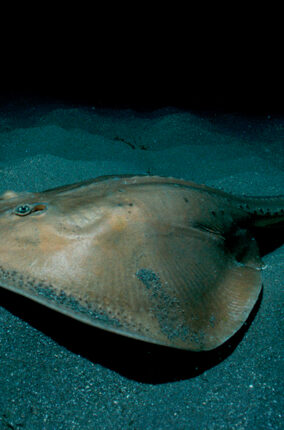 MANTARRAYAS EN MÉXICO PARTE 2