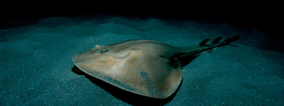 MANTARRAYAS EN MÉXICO PARTE 2