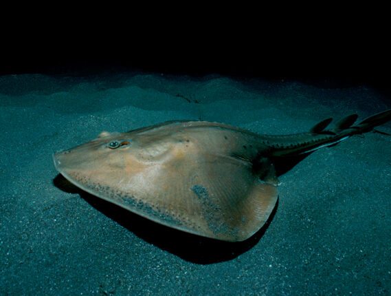 MANTARRAYAS EN MÉXICO PARTE 2