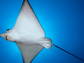 MANTARRAYAS EN MÉXICO