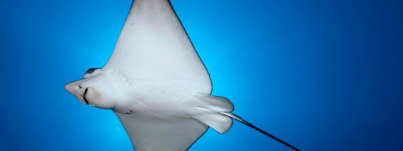 MANTARRAYAS EN MÉXICO