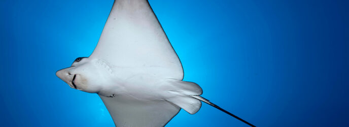 MANTARRAYAS EN MÉXICO