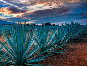 AGAVES CONTRA EL SOBREPESO PARTE 2