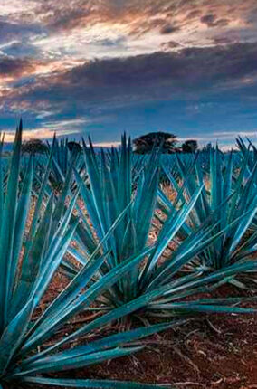 AGAVES CONTRA EL SOBREPESO PARTE 2