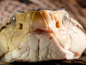 LAS NAUYACAS: SERPIENTES VENENOSAS