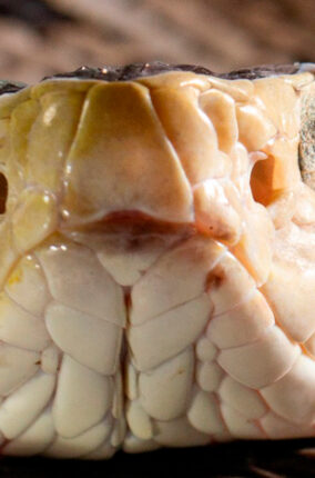 LAS NAUYACAS: SERPIENTES VENENOSAS