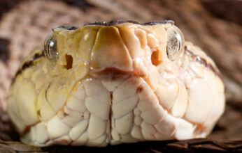 LAS NAUYACAS: SERPIENTES VENENOSAS