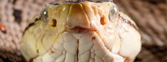 LAS NAUYACAS: SERPIENTES VENENOSAS