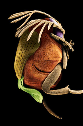 FOTOGRAFÍA CIENTÍFICA