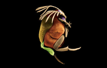 FOTOGRAFÍA CIENTÍFICA