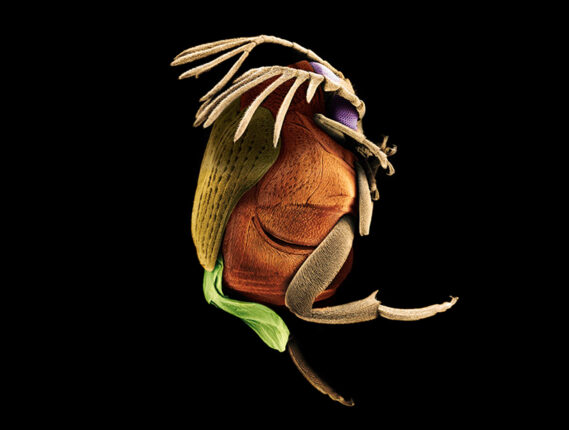 FOTOGRAFÍA CIENTÍFICA