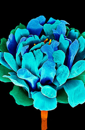 FOTOGRAFÍA CIENTÍFICA PARTE 2