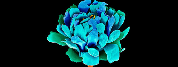 FOTOGRAFÍA CIENTÍFICA PARTE 2