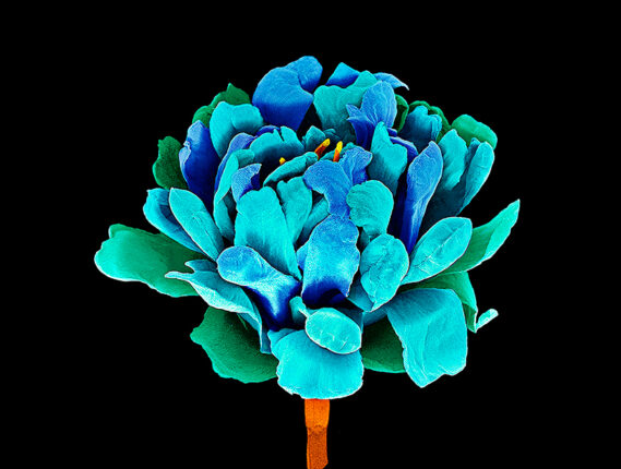 FOTOGRAFÍA CIENTÍFICA PARTE 2