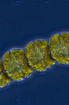 IMPACTO DE LAS MAREAS ROJAS SOBRE ECOSISTEMAS Y SALUD HUMANA