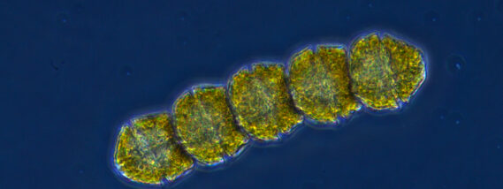 IMPACTO DE LAS MAREAS ROJAS SOBRE ECOSISTEMAS Y SALUD HUMANA