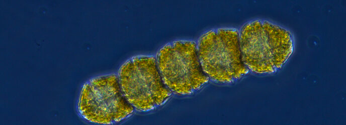 IMPACTO DE LAS MAREAS ROJAS SOBRE ECOSISTEMAS Y SALUD HUMANA