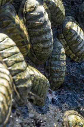 EL CHITÓN DEL PACIFICO MEXICANO