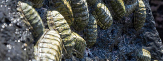 EL CHITÓN DEL PACIFICO MEXICANO