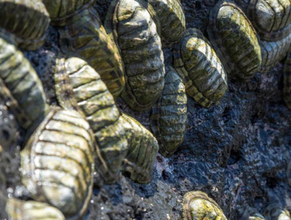 EL CHITÓN DEL PACIFICO MEXICANO