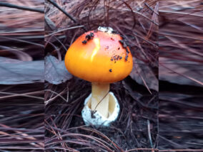 INTOXICACIONES POR CONSUMO DE HONGOS EN MÉXICO