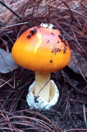 INTOXICACIONES POR CONSUMO DE HONGOS EN MÉXICO