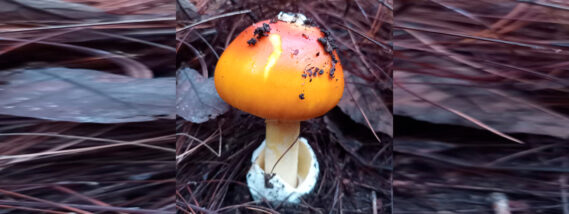 INTOXICACIONES POR CONSUMO DE HONGOS EN MÉXICO