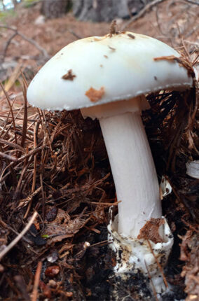 INTOXICACIONES POR CONSUMO DE HONGOS EN MÉXICO PARTE 2