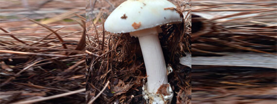 INTOXICACIONES POR CONSUMO DE HONGOS EN MÉXICO PARTE 2