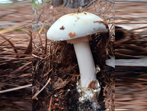 INTOXICACIONES POR CONSUMO DE HONGOS EN MÉXICO PARTE 2