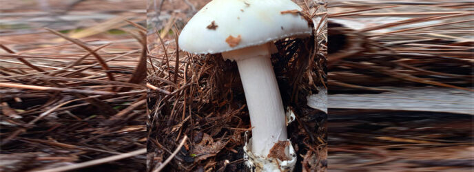 INTOXICACIONES POR CONSUMO DE HONGOS EN MÉXICO PARTE 2