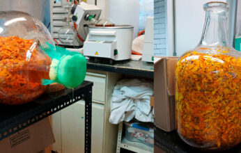 APLICACIONES MEDICINALES DEL CEMPASÚCHIL