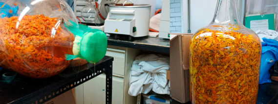 APLICACIONES MEDICINALES DEL CEMPASÚCHIL