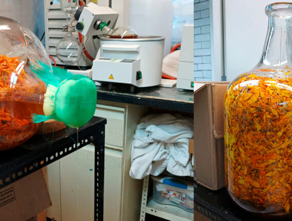 APLICACIONES MEDICINALES DEL CEMPASÚCHIL