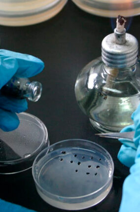 EL BANCO DE SEMILLAS FESI-UNAM